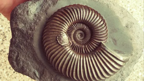 Ausstellung Fossiliesammlung Uwe Fidder