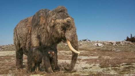 Eiszeit-Safari_Mammut