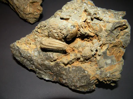 fossilienmuseum-muschelkalkausstellung-2019.jpg