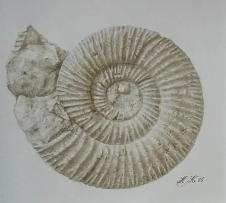 fossilienmuseum-ruckblick-vortrage-ammonit-zeichnung-plettenberg-weissjura.jpg