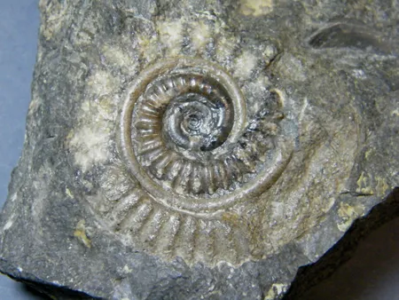 fossilienmusuem-archiv-sonderausstellung-sammlung-fanzutti_450x338.jpg