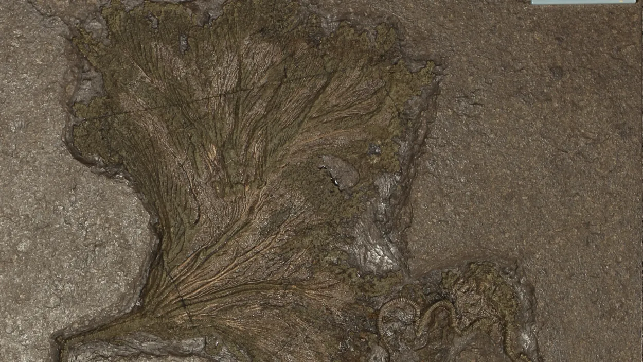 Rock Fossils Seelilie