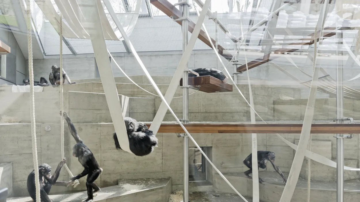 Anlage für Menschenaffen im Zoo Stuttgart
