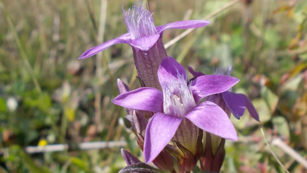 Rohstoffabbau und Rekultivierung