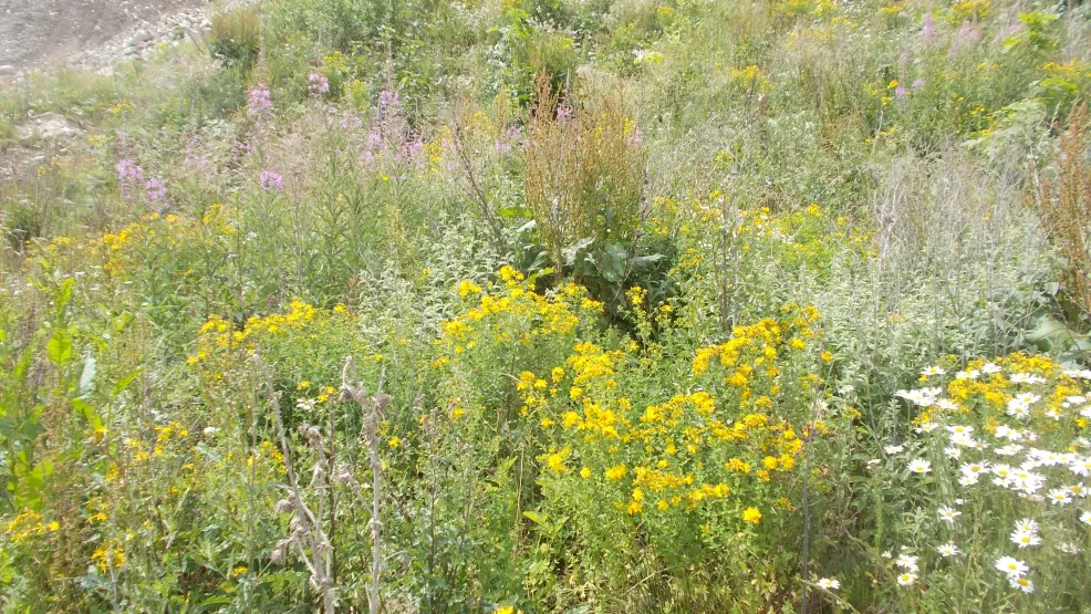 Rohstoffabbau und Rekultivierung