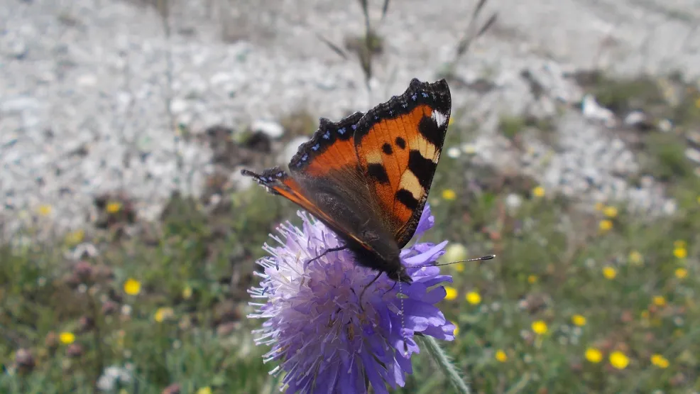 Rohstoffabbau und Rekultivierung