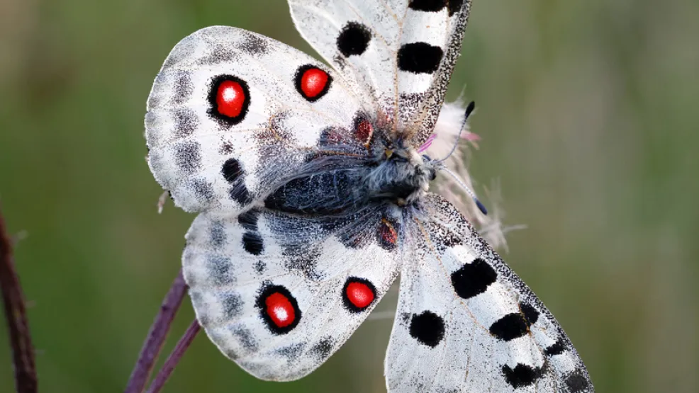 Vortrag Prof. Markl_Apollo.jpeg