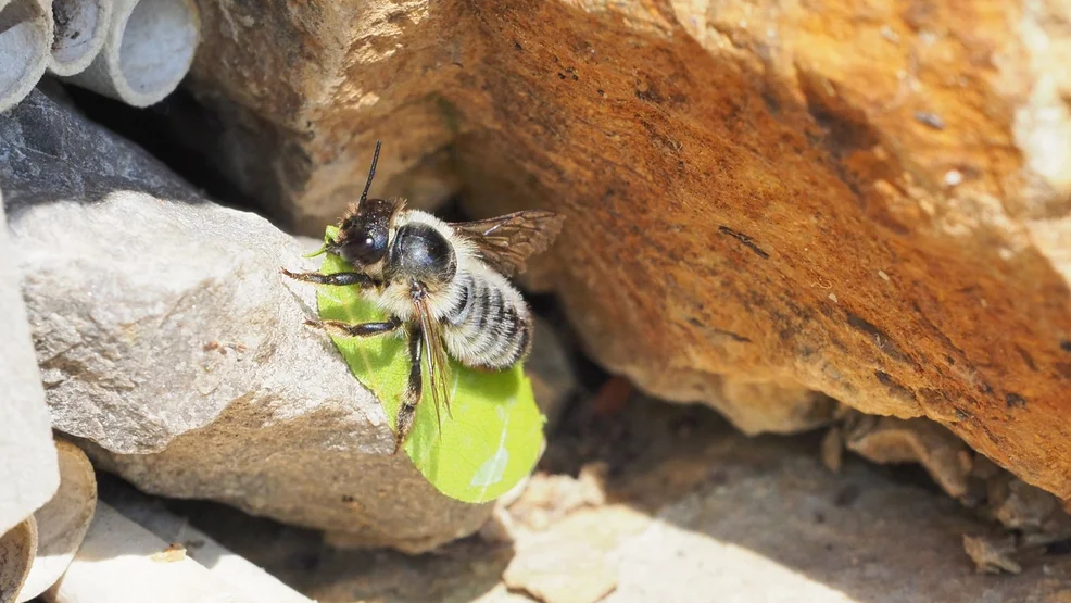 Wildbienen-Vortrag_Blattschneiderbiene_P_Faber
