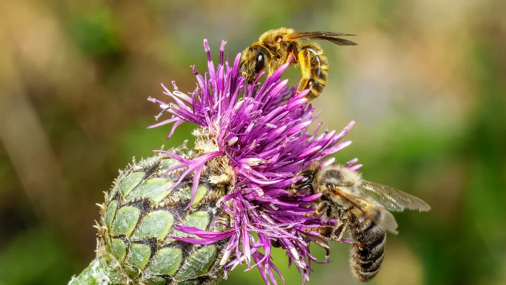 Wildbienen-Vortrag_Furchenbiene und Honigbiene_P_Faber