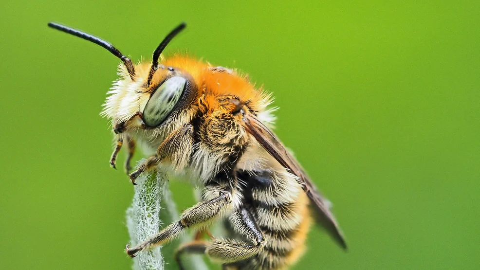 Wildbienen-Vortrag_Große Harzbiene Anthidium byssinum_Foto_P_Faber-2