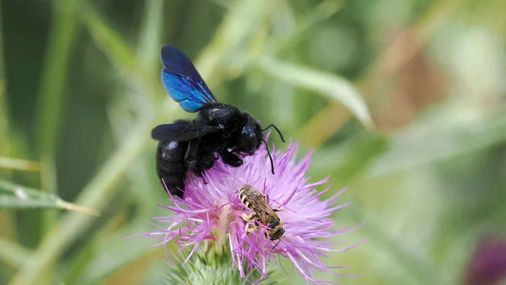 Wildbienen-Vortrag_Holzbiene und Furchenbiene_P_Faber