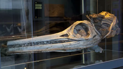 fossilienmuseum-ichthyoschadel.jpg