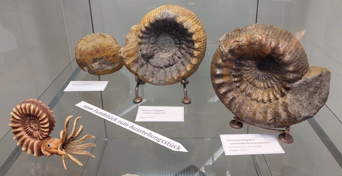 Sammlerausstellung Andreas Hofbauer