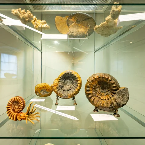 Ausstellung Andreas Hofbauer_Ammoniten_NZ_Ralf Just