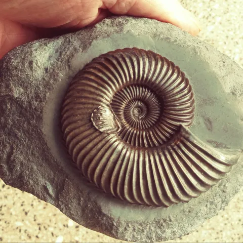 Ausstellung Fossiliesammlung Uwe Fidder