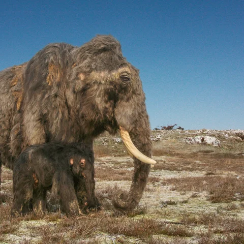 Eiszeit-Safari_Mammut